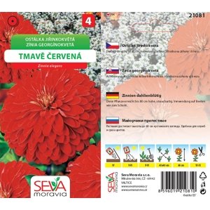 21081 Ostálka jiřinkokvětá Tm. červená 1g / 4211