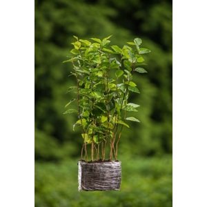 Habr obecný - balení po 100 ks pro živý plot 40-60 cm QP