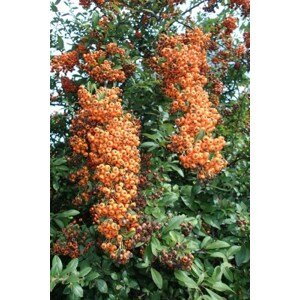 Hlohyně 'Orange Glow' 10-30 cm QP