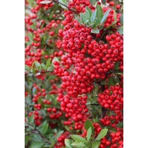 Hlohyně šarlatová 'Red Column' 20-40 cm QP