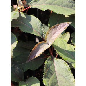 Hortenzie drsná 'Hot Chocolate' 5-20 cm H9