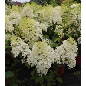 Hortenzie latnatá 'Limelight' 10-30 cm Ko1l