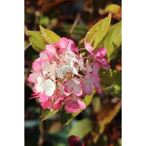 Hortenzie latnatá ´Pinky Winky´ 20-40 cm Ko1l