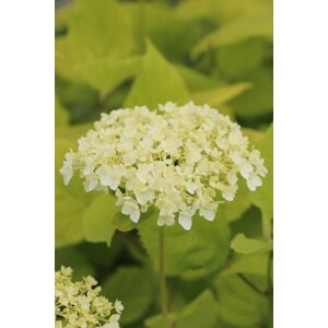 Hortenzie stromečkovitá 'Annabelle' 10-30 cm QP