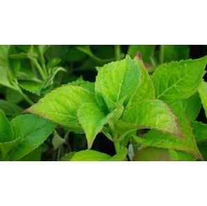 Hortenzie velkolistá 'Mas-růžová' 15-25 cm Ko1l