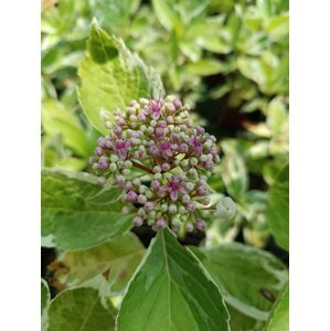 Hortenzie velkolistá 'Trico' 20-50 cm Ko1l