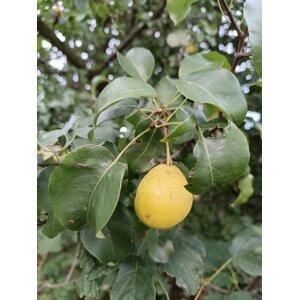 Hrušeň obecná 26-35 cm QP60