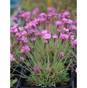 Hvozdík sivý 'Pink Jewel' H9