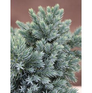 Jalovec šupinatý 'Blue Star' 10-20 cm Ko 2 l