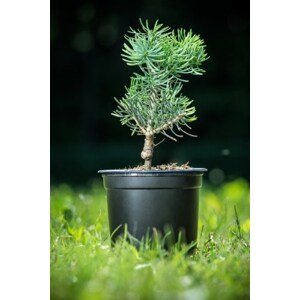 Jedle ojíněná 'Compacta' 15-20 cm Ko 1,5l