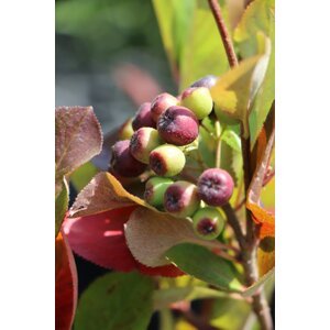 Jeřáb černoplodý Arónie 'Viking' - velkoplodý 15-25 cm H9