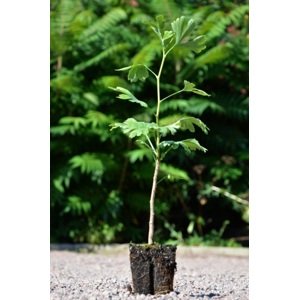 Jinan dvoulaločný 15-30 cm QP12