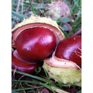 Jírovec maďal 15-30 cm QP40