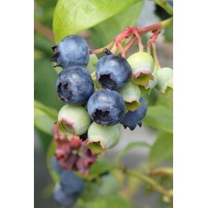 Kanadská borůvka 'Bluegold' 20-40 cm H9