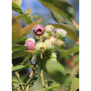 Kanadská borůvka 'Brigitta' - pozdní 15-30 cm H9