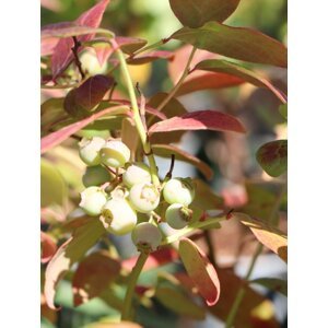 Kanadská borůvka 'Duke' - raná 15-40 cm H9