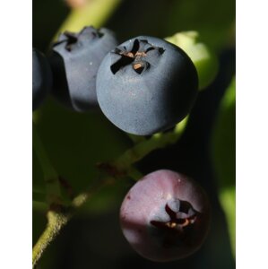 Kanadská borůvka 'Hannah choice' - raná 10-30 cm H9