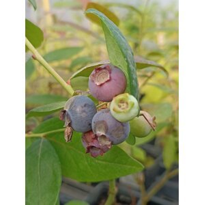 Kanadská borůvka 'Hannah choice' - raná 30-50 cm H9