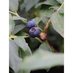 Kanadská borůvka 'Hortblue Petite' ® 10-30 cm H9