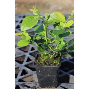 Kanadská borůvka 'Jersey' - raná 20-40 cm H9