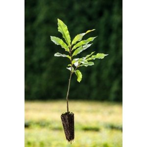 Kaštanovník jedlý - semenáč 15-30 cm QP40