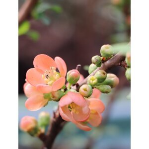 Kdoulovec japonský 'Sargentii' 15-30 cm H9
