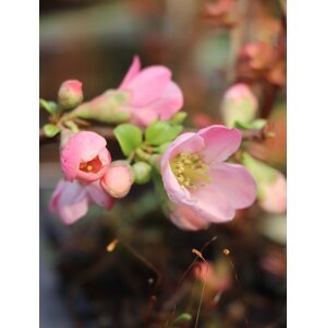 Kdoulovec nádherný 'Pink Lady' 20-40 cm H9