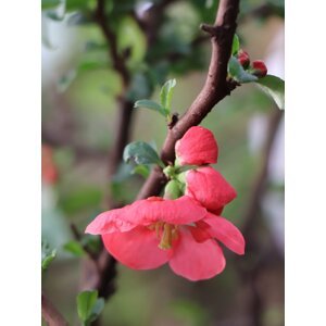 Kdoulovec nádherný 'Texas Scarlet' 20-40 cm H9
