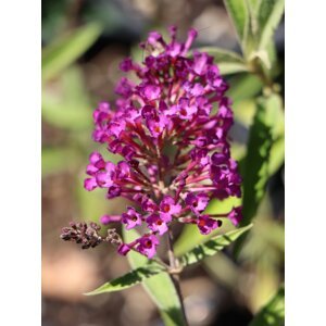 Komule Davidova 'Nanho Purple' 15-30 cm Ko1l