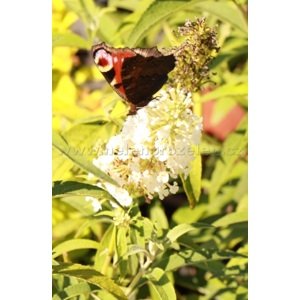 Komule Davidova 'Profusion white' 20-40 cm Ko1l