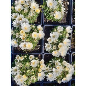 Kosmatec 'White Nugget' H9