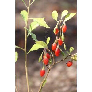 Kustovnice čínská - Goji Grosfruchting 10-30 cm H9