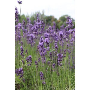 Levandule lékařská 'Hidcote Blue' Ko1l