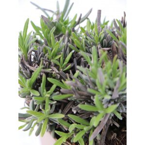 Levandule lékařská 'Rosea' 5-15 cm H9