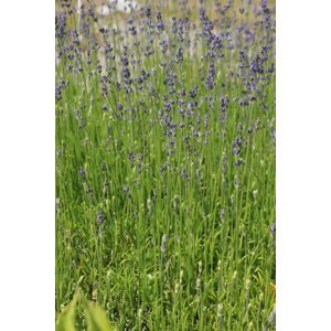 Levandule 'Munstead' 5-15 cm QP