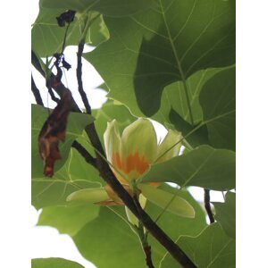 Liliovník tulipánokvětý 60-80 cm QP12