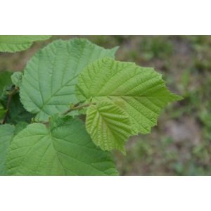 Líska obecná - semenáč 40-60 cm QP60