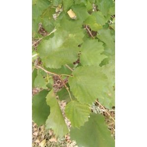 Líska turecká - semenáč 40-60 cm QP60