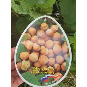 Líska velkoplodá 'Tonda di Giffone' 20-40 cm Ko1l