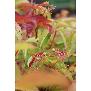 Loubinec (přísavník) pětilistý 5-10 cm H9