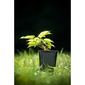 Loubinec trojlaločný (přísavník trojcípý) 'Veitchii' 5-10 cm H9