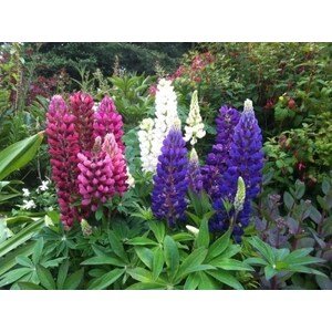 Lupina 'mix colour' H9