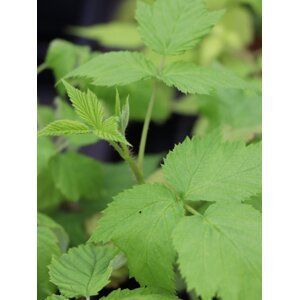 Maliník 'Autumn Belle'– stáleplodící 10-30 cm H9