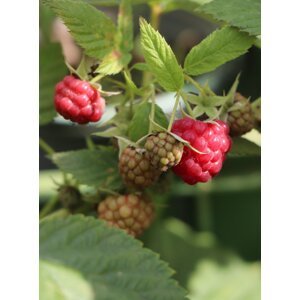 Maliník 'Autumn First'– stáleplodící 10-30 cm H9