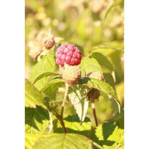 Maliník 'Bohéme'– stáleplodící 10-30 cm H9