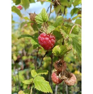 Maliník 'Glen Ample'– jednouplodící, beztrnný 50-70 cm QP12