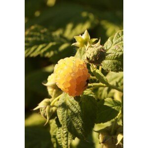 Maliník 'Golden Everest' - žlutý stáleplodící 10-30 cm H9