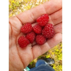 Maliník 'Tulameen' - jednou plodící 15-30 cm QP12