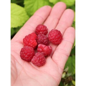 Maliník 'Willamette' - jednou plodící 20-50 cm H9
