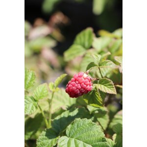 Malino-ostružiník 'Tayberry Buckingham' 5-20 cm Ko1l